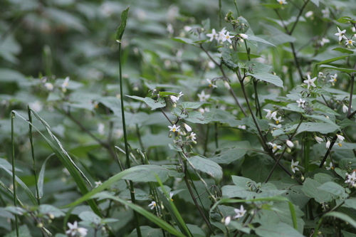black nightshade