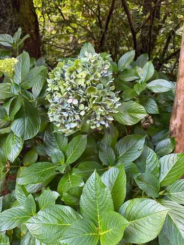 mophead hydrangea