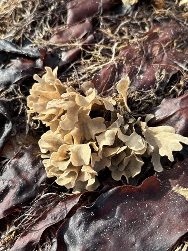 Bryozoa observed 2026-10-05