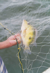 Cribroheros rostratus