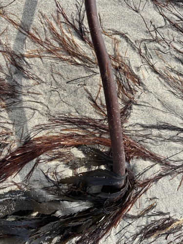 Laminaria hyperborea observed 2026-10-05