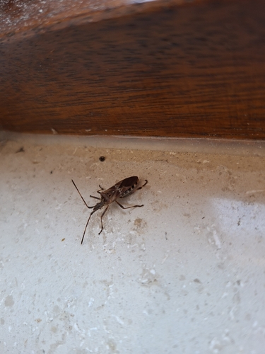 Western Conifer Seed Bug