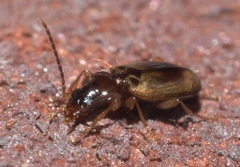 Tachys proximus