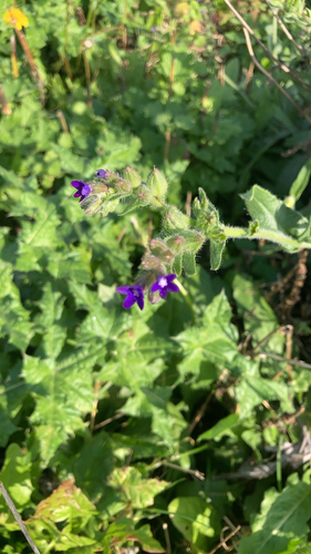 common alkanet