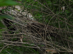 Passerina cyanea