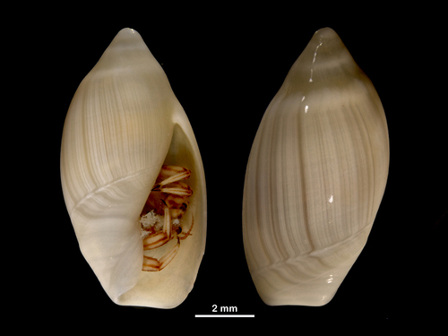 Ancilla lineolata observed 2026-09-04