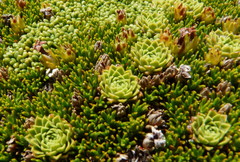 Hectorella caespitosa