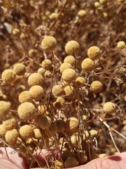 Oncosiphon pilulifer