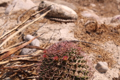 Mammillaria carnea