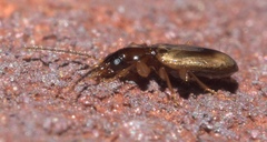 Tachys proximus