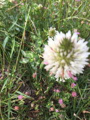 Trifolium vesiculosum