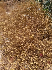 Oncosiphon pilulifer
