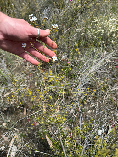 Drosera gigantea