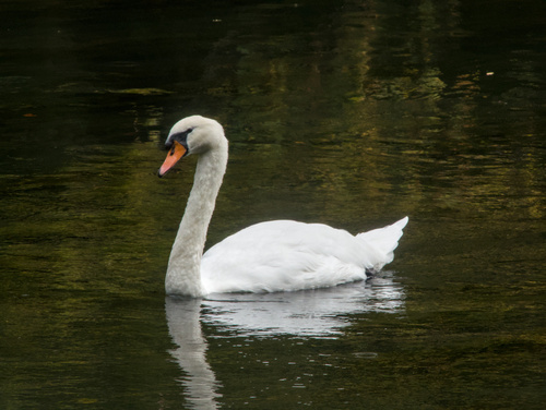 Mute Swan