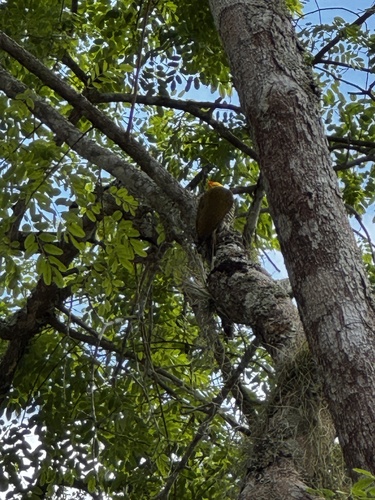 Yellow-throated Woodpecker