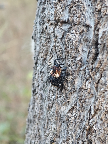 Eucryptorrhynchus scrobiculatus