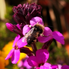 Melecta albifrons