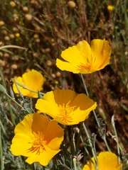 Eschscholzia californica californica
