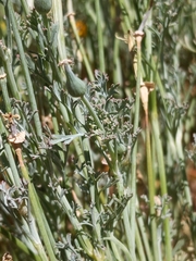 Eschscholzia californica californica