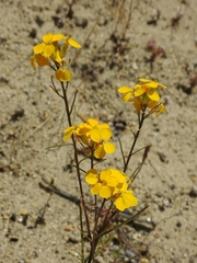 Erysimum teretifolium