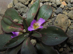 Calandrinia colchaguensis