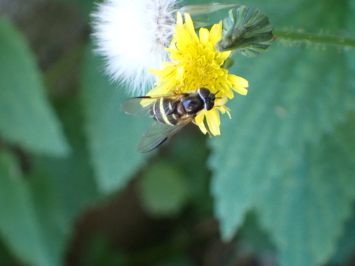 Yellow-girdled Brusheye