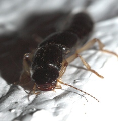 Pinophilus
