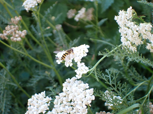 Common Flower Flies