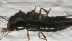 Pinophilus