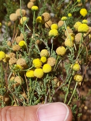 Oncosiphon pilulifer