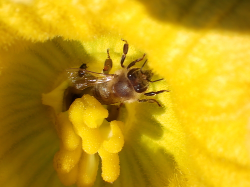 Western Honey Bee