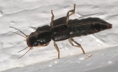 Pinophilus