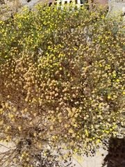 Oncosiphon pilulifer