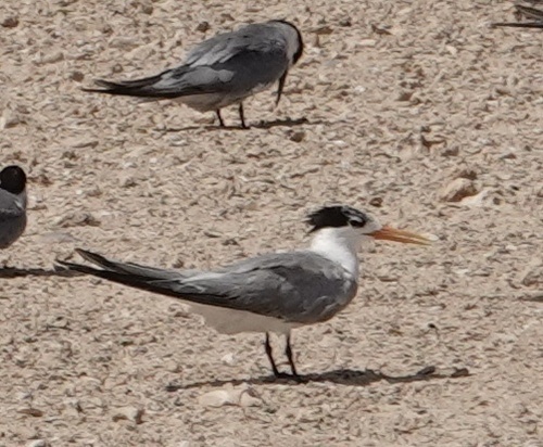 iNaturalist image