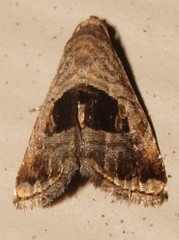 Tripudia rectangula
