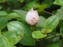 Melastoma dodecandrum