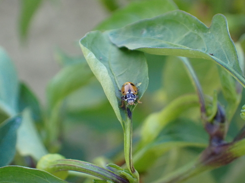 Variegated Lady Beetle