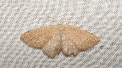 Cyclophora ruficiliaria