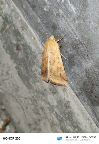 Cotton Bollworm Moth