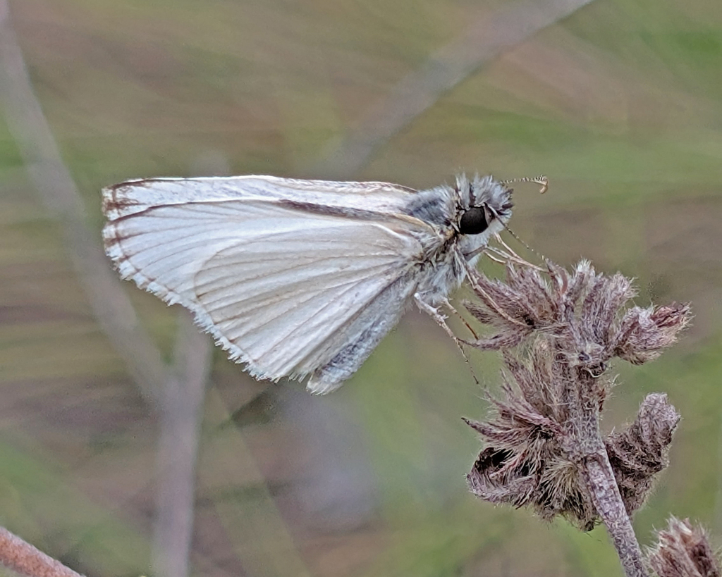Heliopetes orbigera