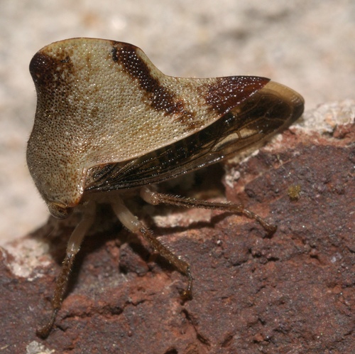 Telamona unicolor photo 4