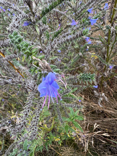 viper's-bugloss