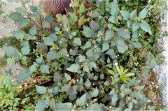 Solanum nigrum