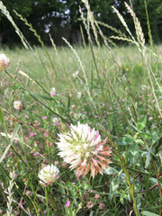 Trifolium vesiculosum