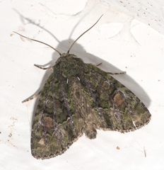 Phosphila miselioides