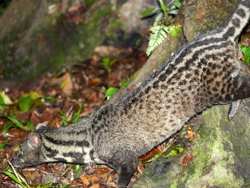 Malay Civet