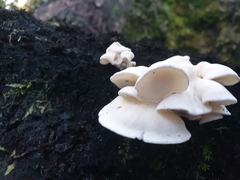 Gloeoporus phlebophorus