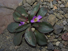 Calandrinia colchaguensis