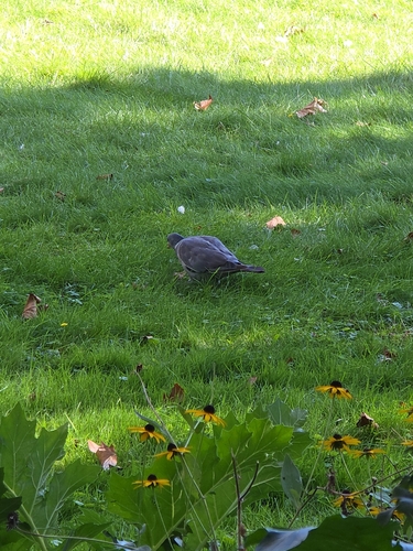 Common Wood-Pigeon