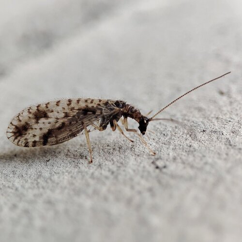 Variegated Brown Lacewing